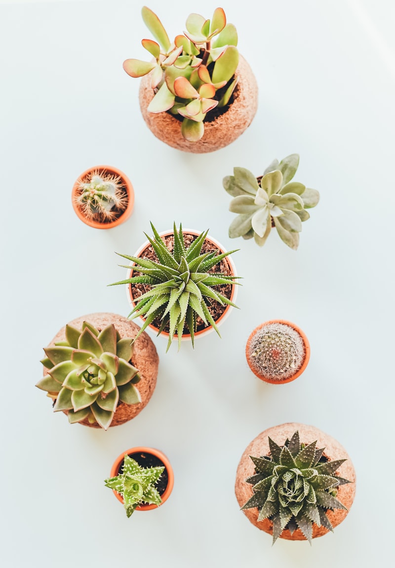 Curated Succulent Garden
