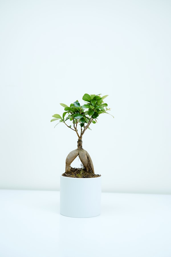 Pothos