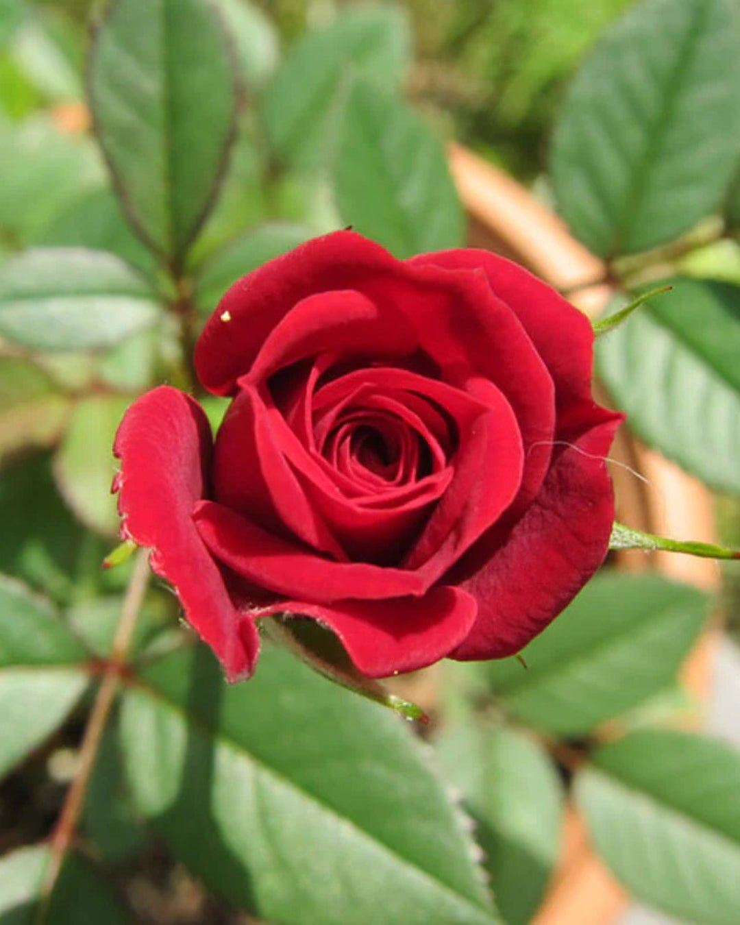 Red Rose