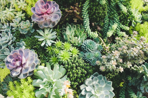 ZZ Plant