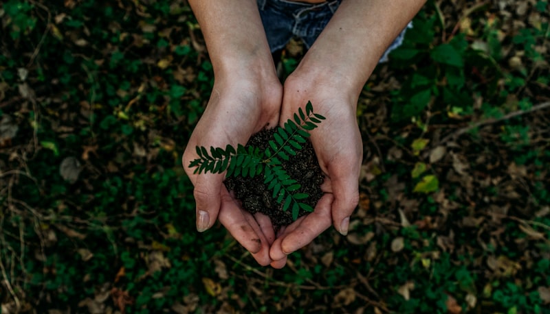 Neem Sapling