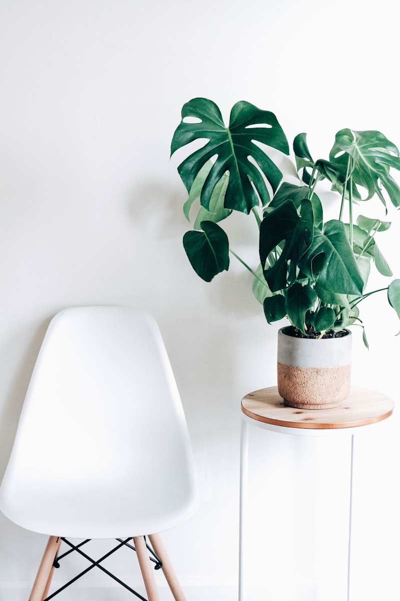 Monstera Deliciosa Zone