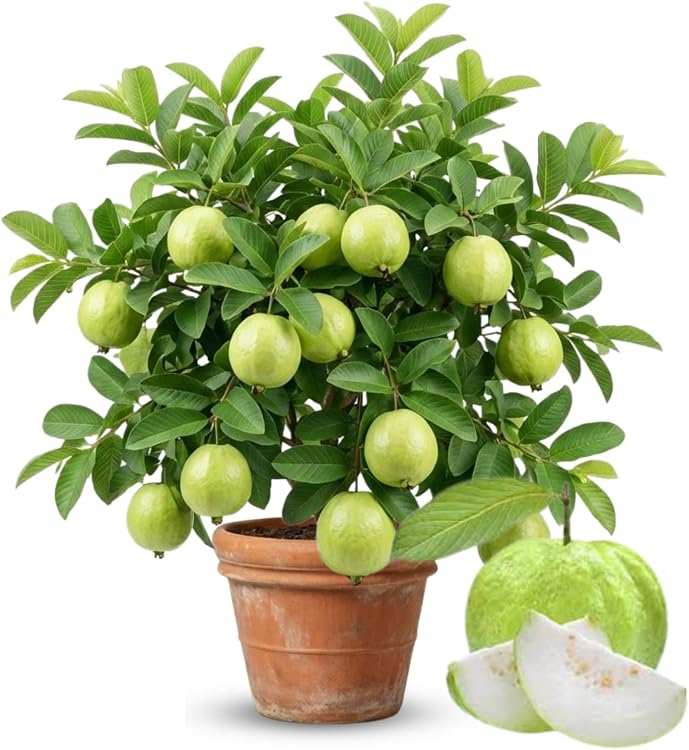 Guava Plant