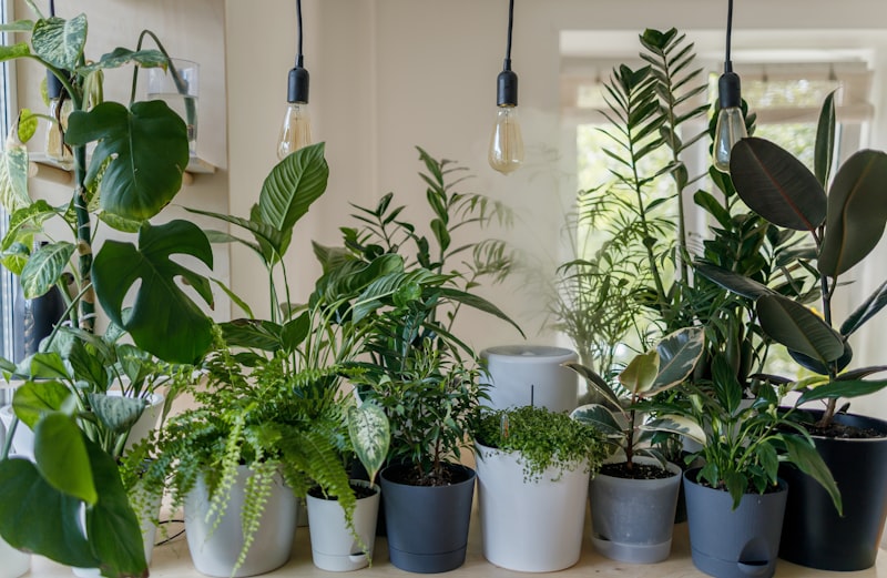 Areca Palm