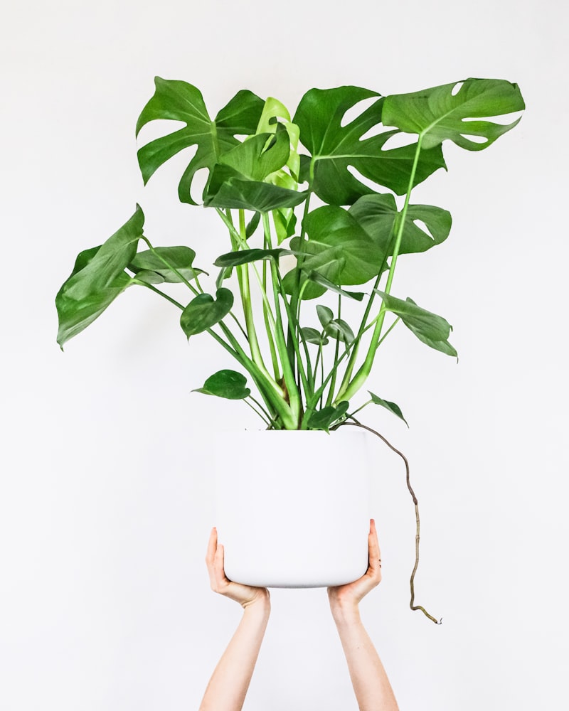 Rare Variegated Plants