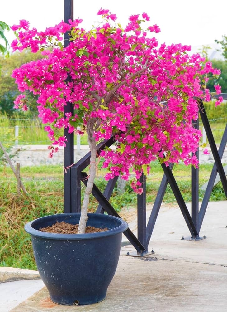Bougainvillea