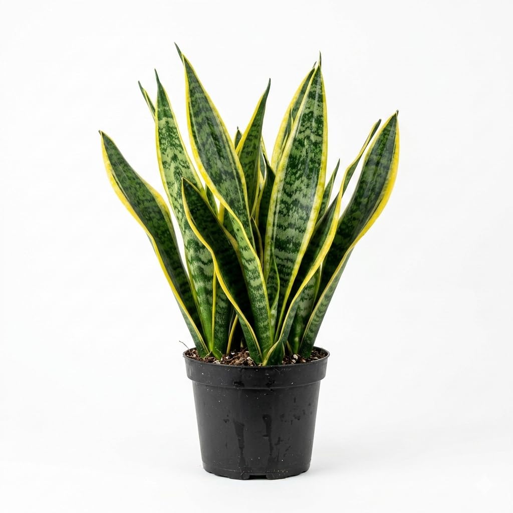 Snake Plant