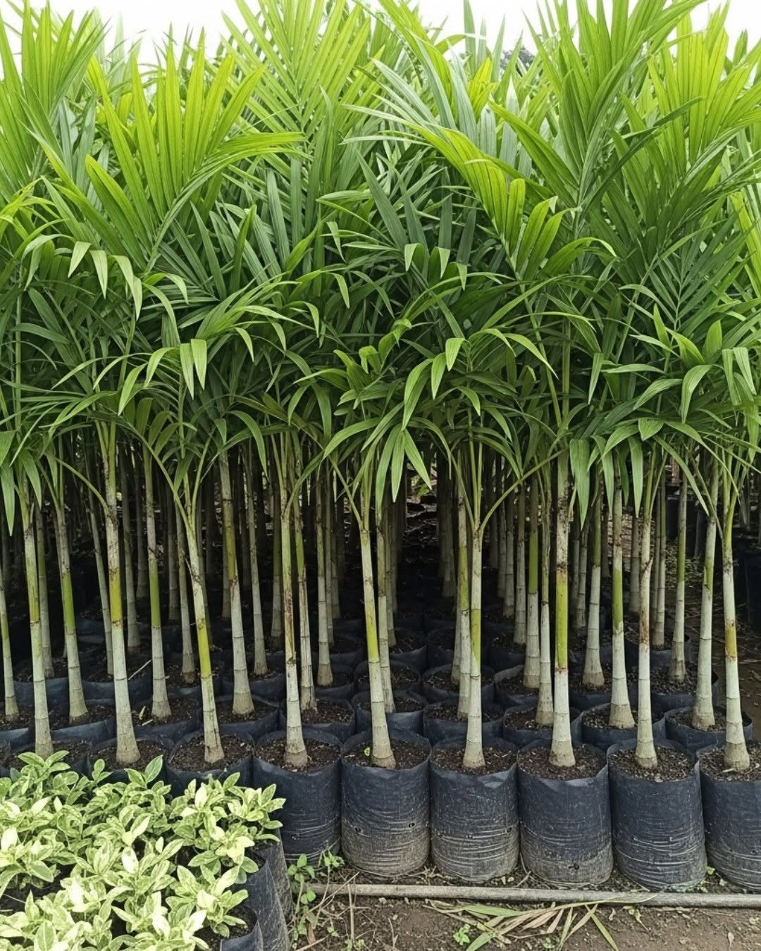 Areca Palm Grove